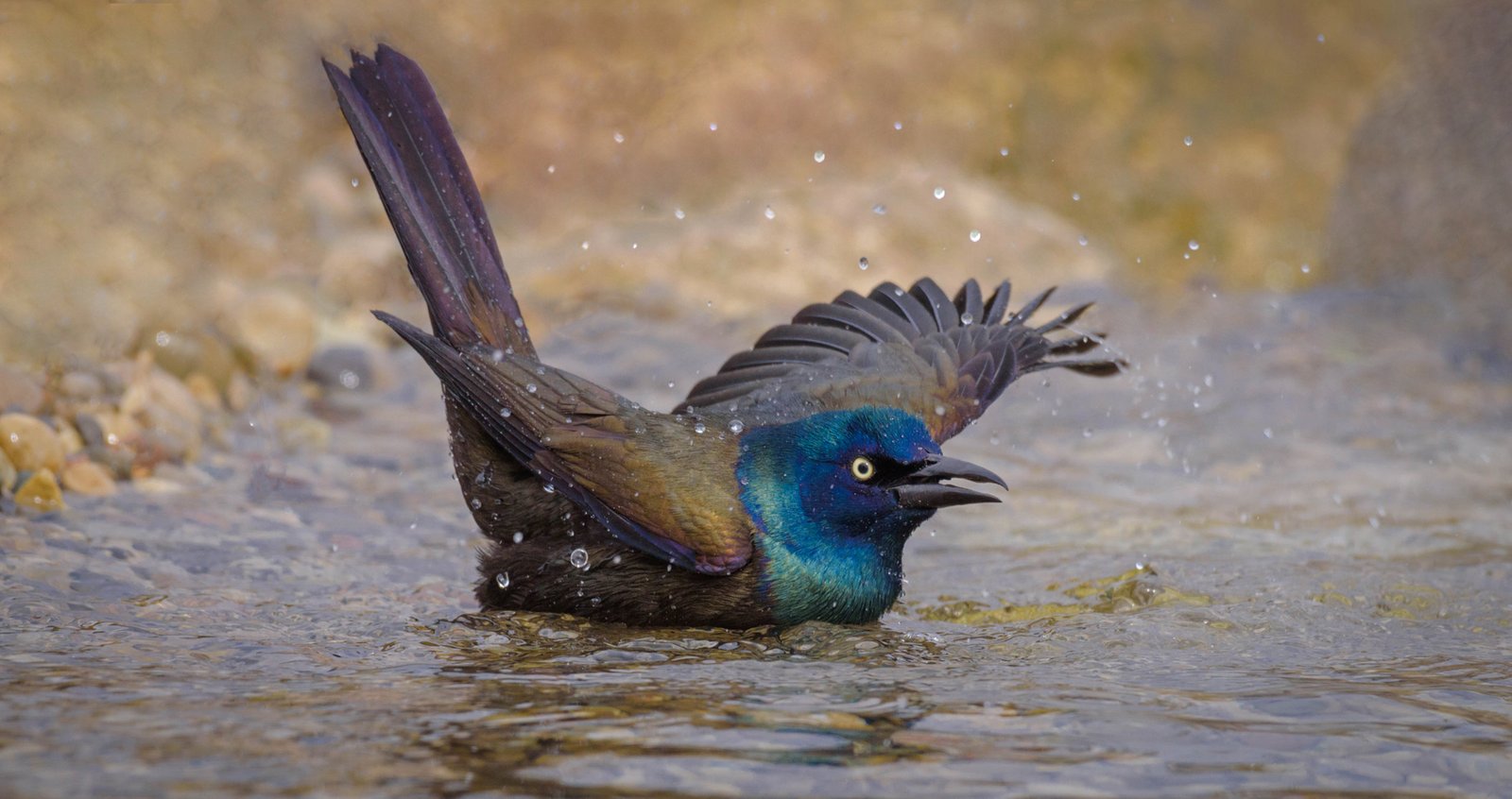 Lori Metcalfe – A Bathing Grackle – 2nd