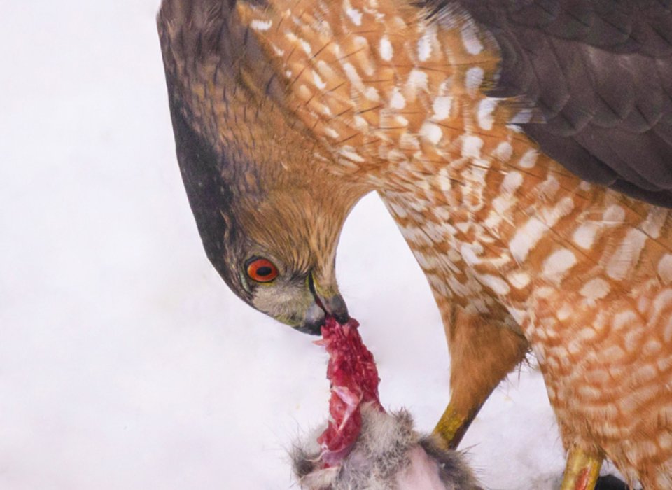 Lori Metcalfe – Coopers Hawk With Backyard Rat – 2nd