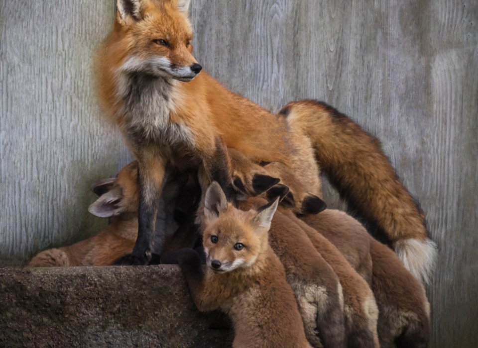 Lori Metcalfe – Curious Fox Kit With Family – 1st