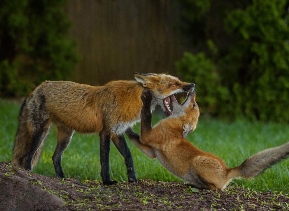 Lori Metcalfe – Dog Fox And Kit – 2nd