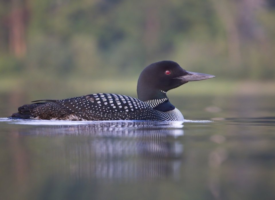 Melanie Morrison – Common Loon Eyeing the Sunset – HM
