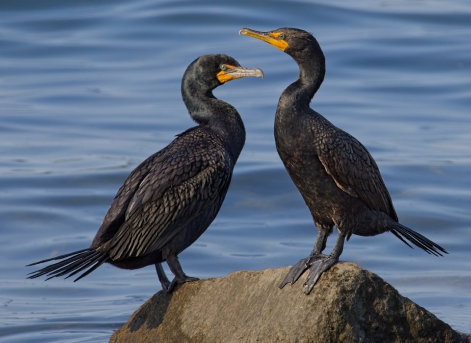 Melanie Morrison – Cormorants Courting – 1st