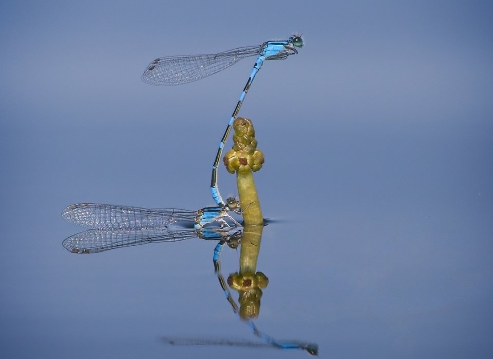 Melanie Morrison – Damselflies Mating – 1st