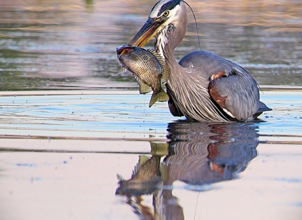 Melanie Morrison – Heron Spearing Fish at Sunset – 2nd