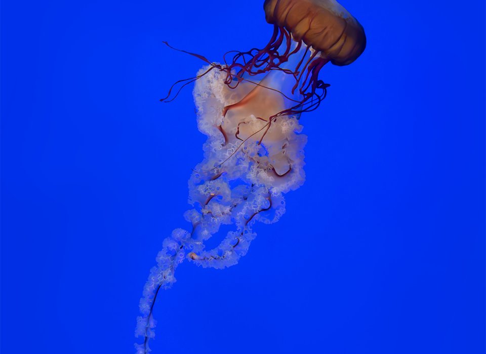 Mike Feraco – Jellyfish – HM