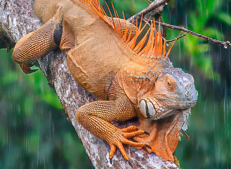 Paule Dion – Iguana enjoying rain shower – 3rd
