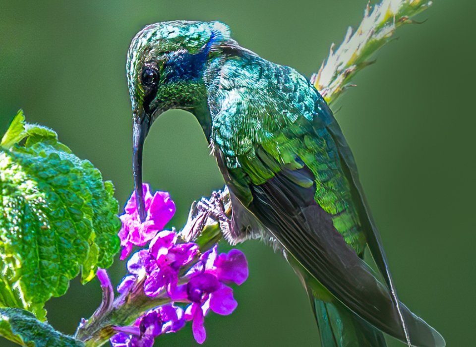 Paule Dion – Violet-ears hummingbird – 2nd