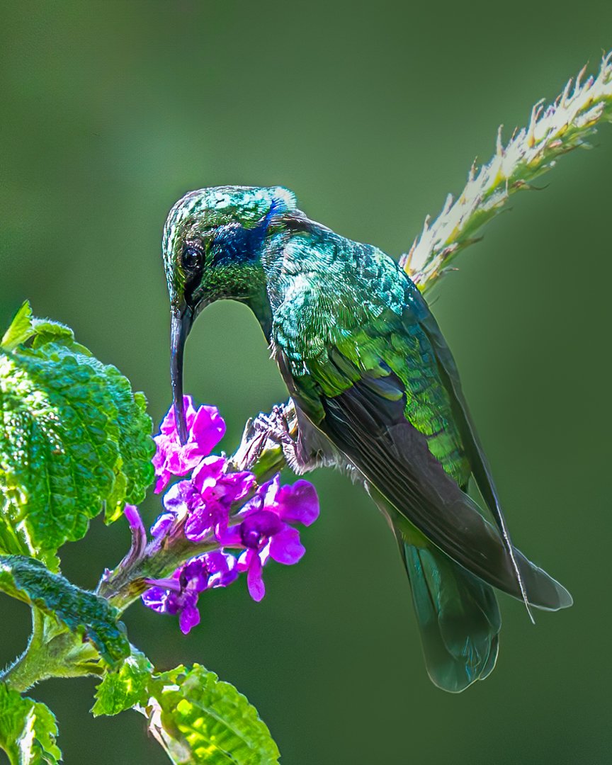 Paule Dion – Violet-ears hummingbird – 2nd