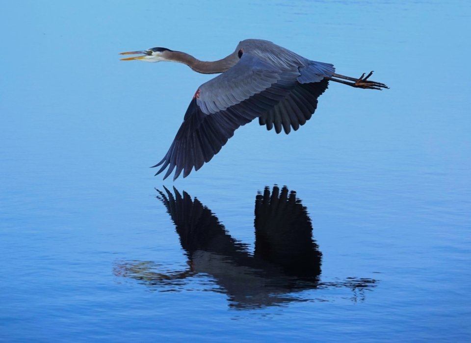 Ramon Andal – Great blue heron – 2nd