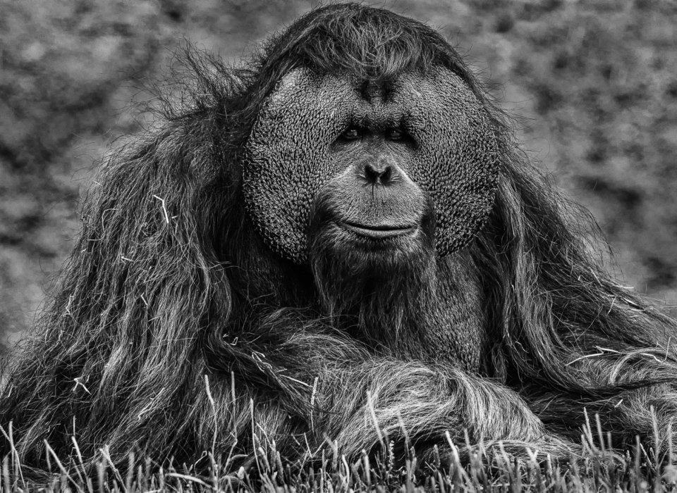 Sandra Hawkins – Portrait of an Orangutan – 3rd
