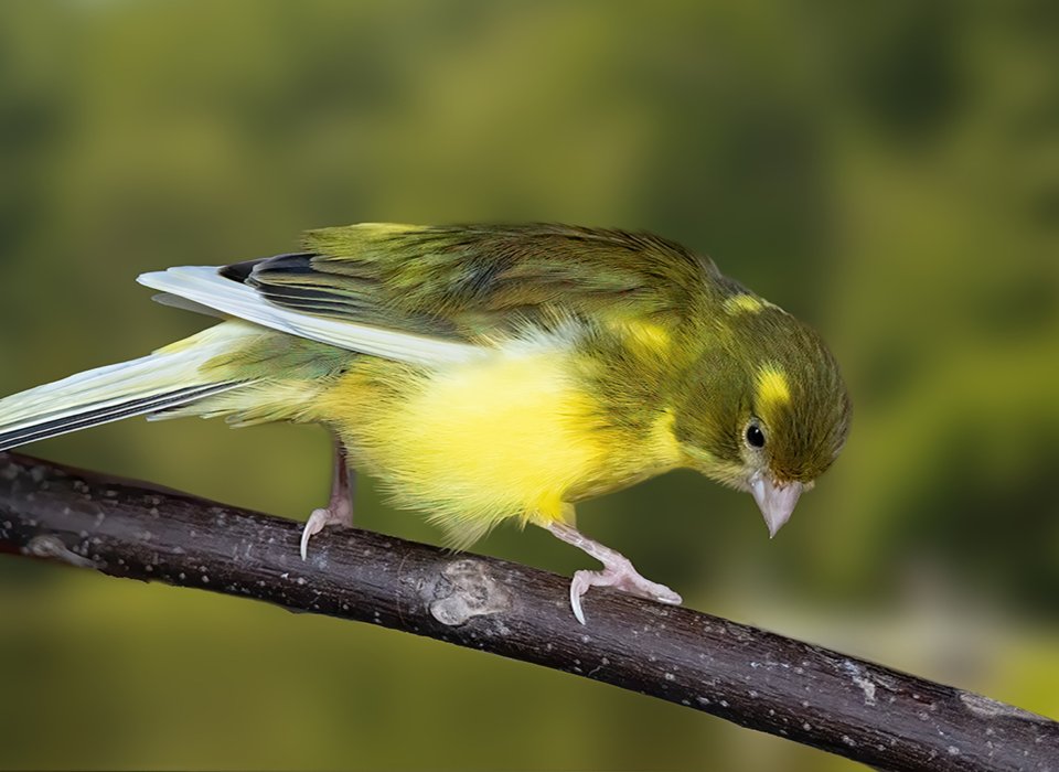 Suman Kathuria – Domestic Canary – HM