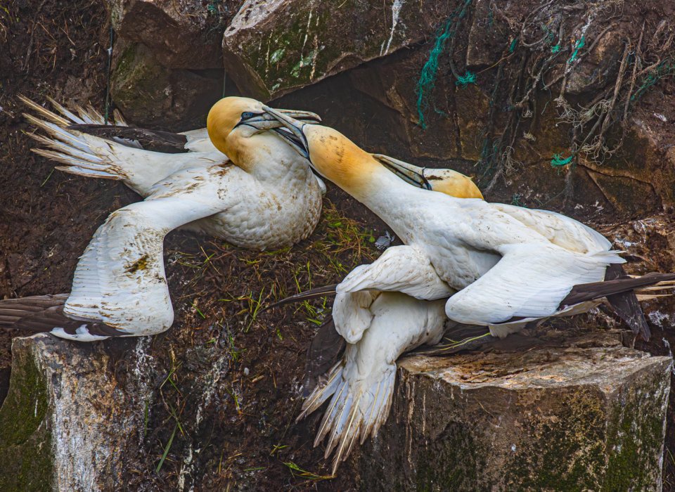 Bob Hawkins – Gannet Neighbour Dispute – 2nd