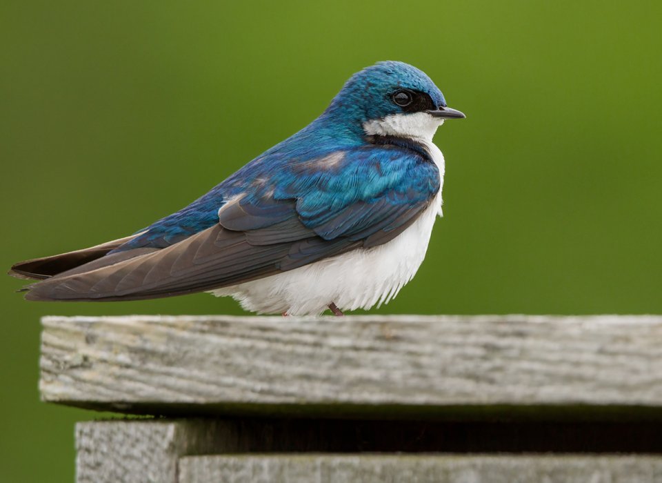 Garry Weiler – Tree Swallow – 2nd