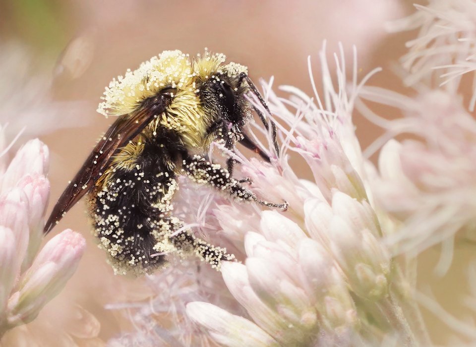 Heather Doyle – Common Eastern Bumblebee – 2nd