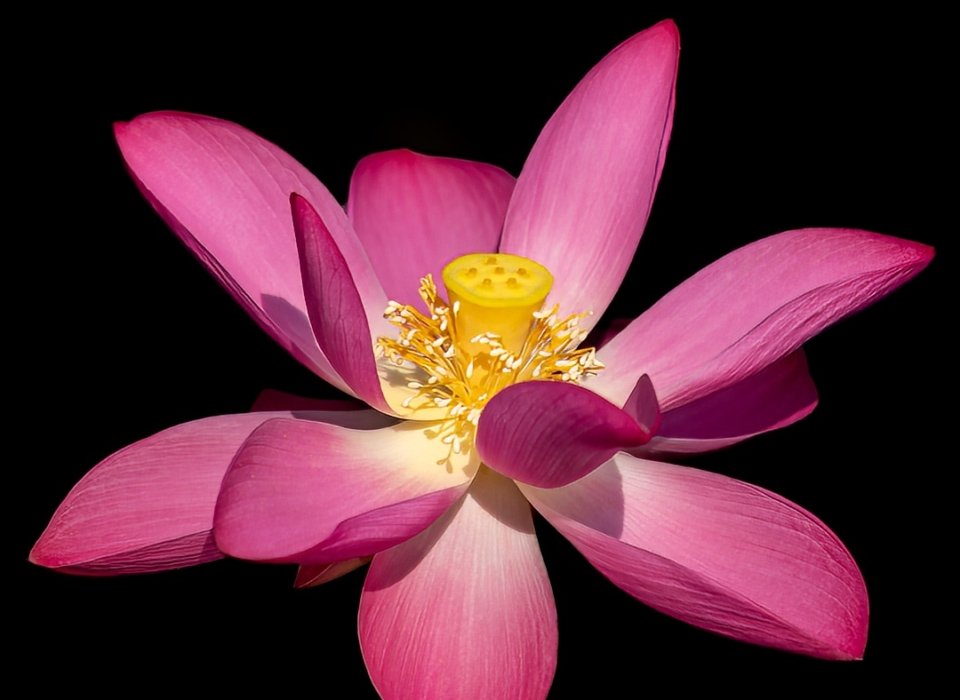 John (Giovanni) Colonna – Lotus Flower – 2nd