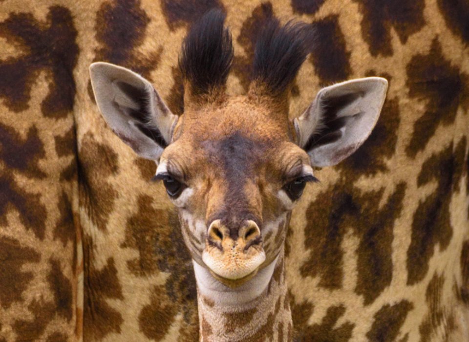 Lori Metcalfe – Days Old Giraffe Calf With Mom – HM