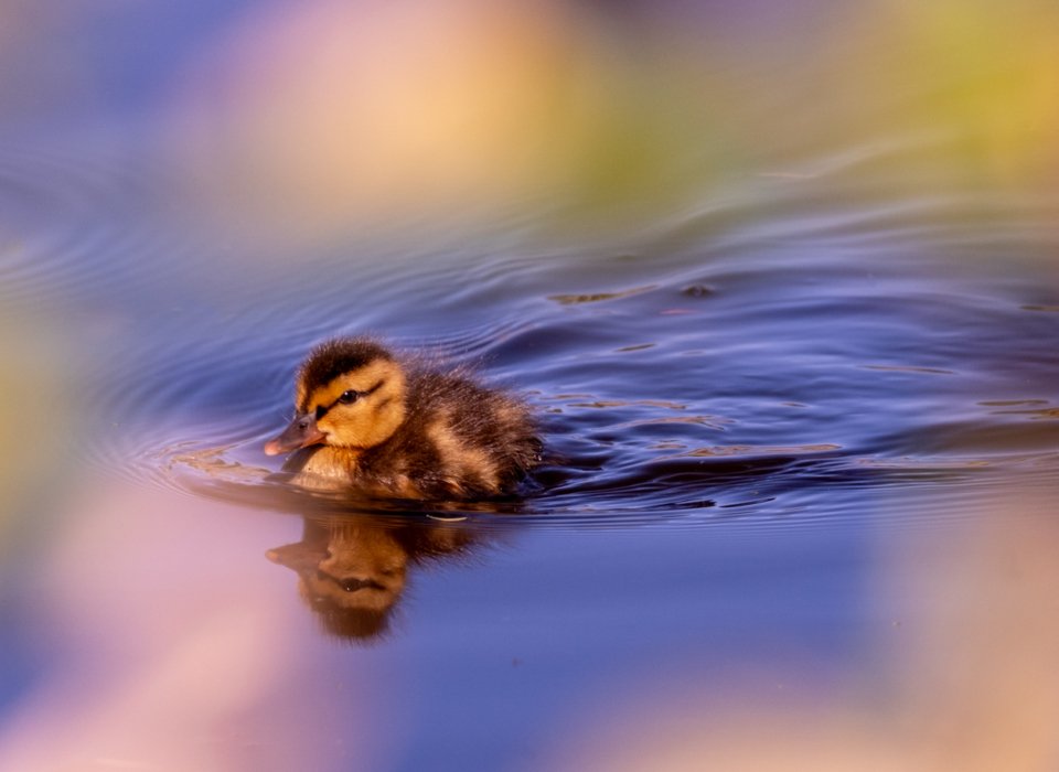 Patricia Griesser – Spring at the pond – HM