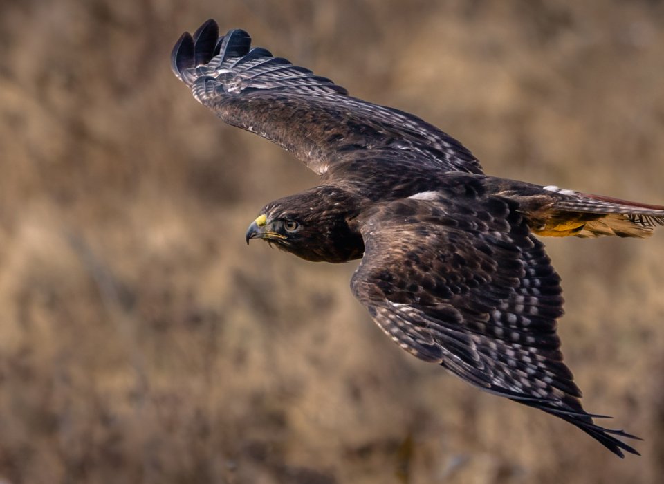 Jim Passmore – Hawk On The Hunt – 3rd
