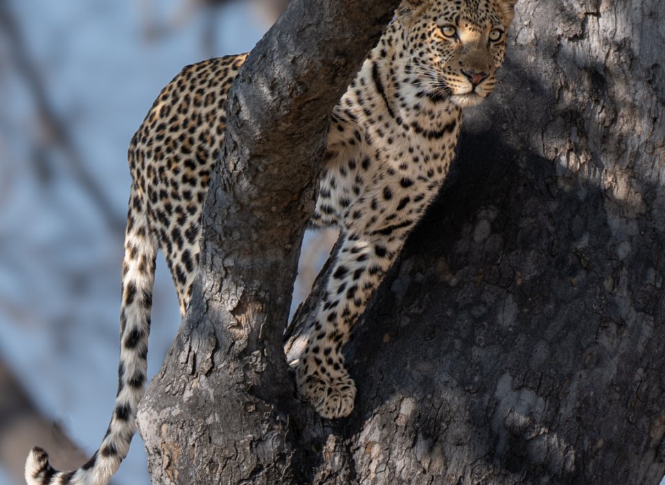 Kevin Smith – Leopard on the Lookout – 1st