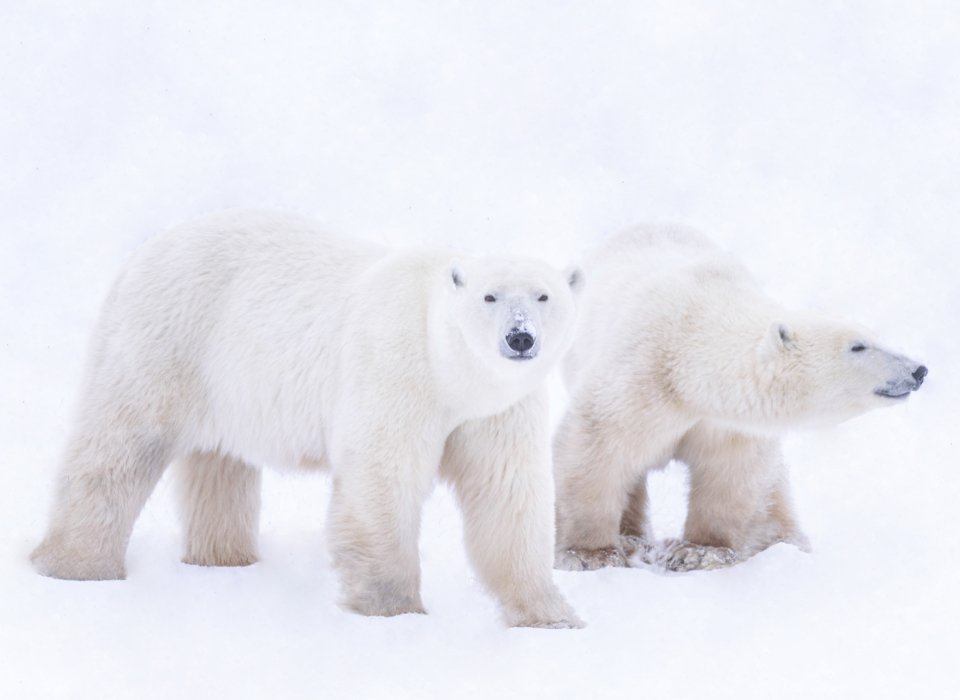 Lori Metcalfe – Churchill Polar Bear Siblings – HM