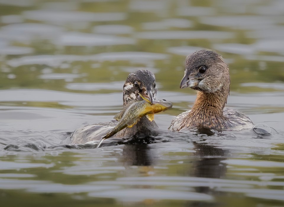 Melanie Morrison – Pied-billed Grebes Fishing – 1st