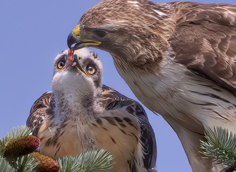 Melanie Morrison – Red-tailed Hawk Feeding Chick – 2nd