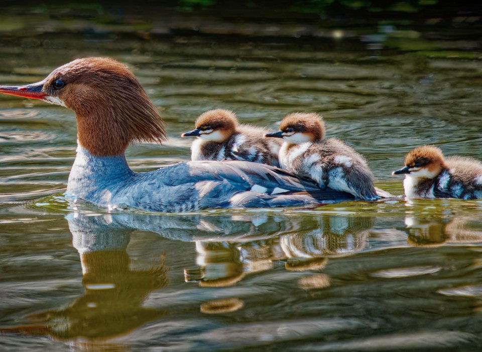 Michael Lemiski – Merganser and Chicks -3rd