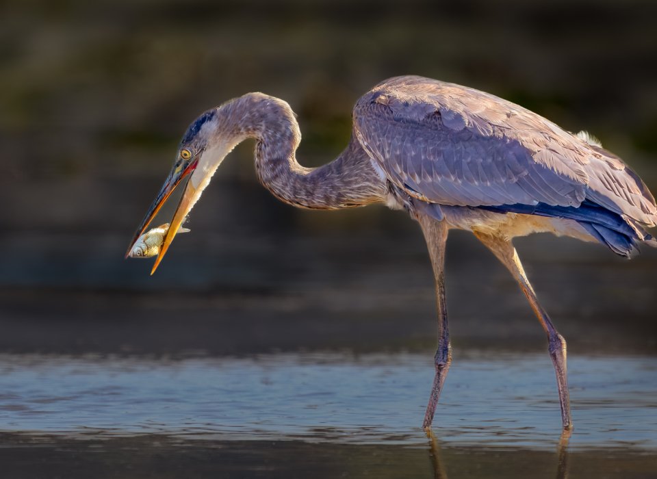 Paule Dion – Blue Heron catching a fish – 3rd