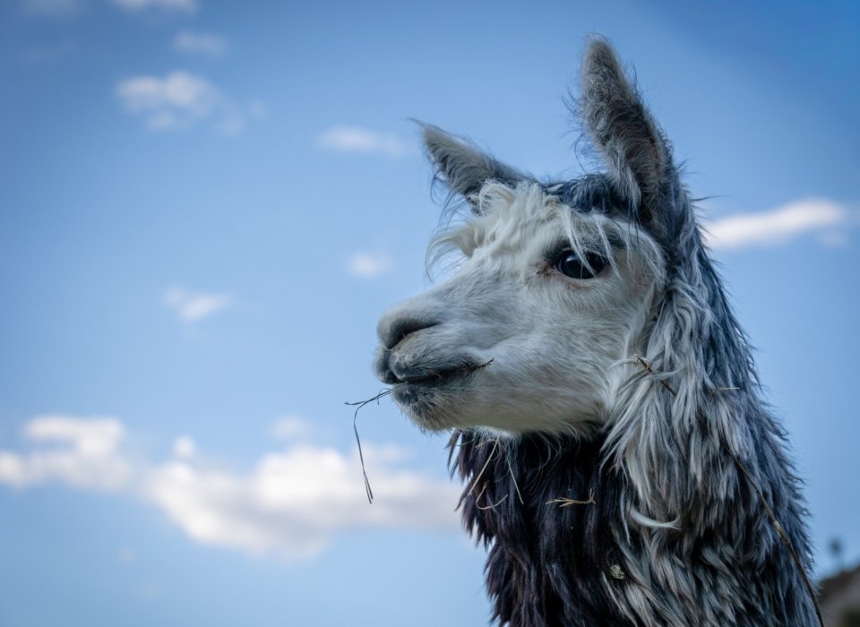 Tracey Scanlon – Alpaca Outlook – 3rd
