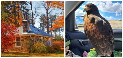 Hawk Therapy at Crieff Hills Retreat