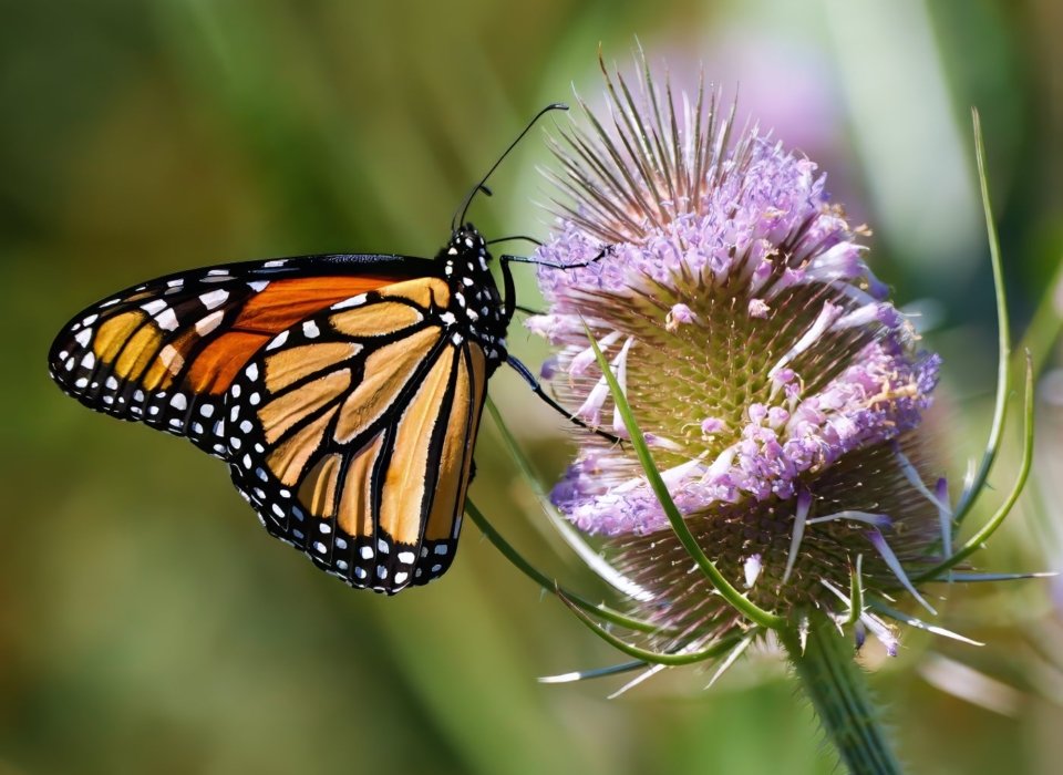 Cid Negri -Monarch on Teasel – 1st